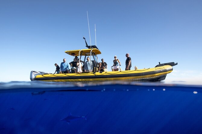 Shark-Dive Tour on Oahu's North Shore - What You’ll Probably See: Sharks, Dolphins, and Big Breaches