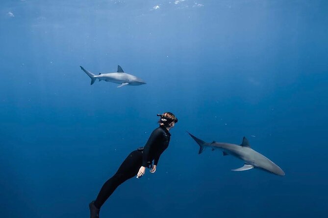 Shark Diving and Snorkeling in Oahu Hawaii - Key things to know before you go