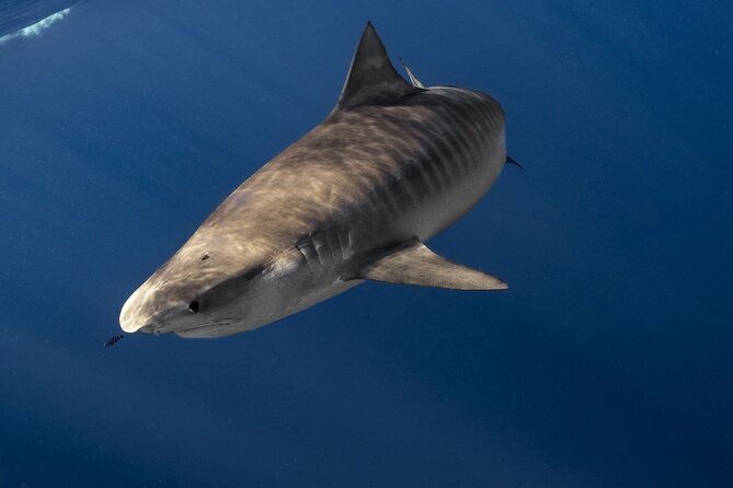 Shark Diving and Snorkeling in Oahu Hawaii - Meeting at Haleiwa: easy start, simple check-in
