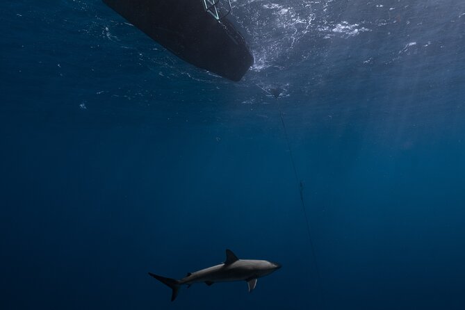 Shark Diving and Snorkeling in Oahu Hawaii - The open-ocean North Shore swim: what the timing really feels like