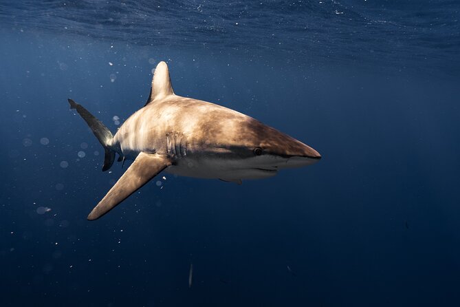 Shark Diving and Snorkeling in Oahu Hawaii - What happens during the trip: a simple flow you can visualize