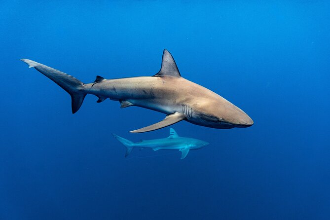 Shark Diving and Snorkeling in Oahu Hawaii - Photographer onboard: capturing the moment without the scramble