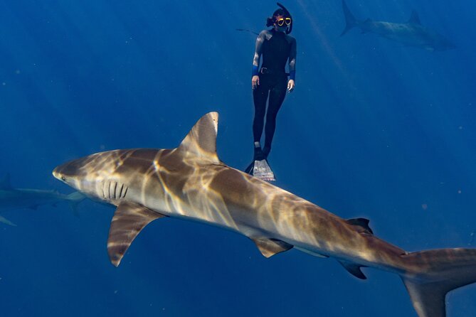 Shark Diving and Snorkeling in Oahu Hawaii - Price and value: is $165 worth it?
