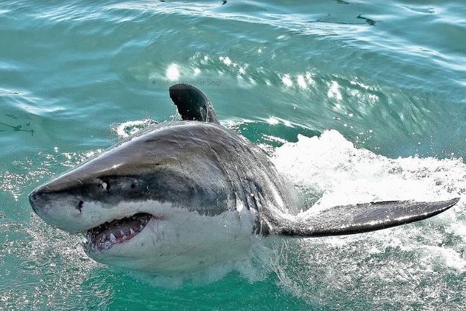 Shark Diving Full Day Guided Return Transfer to Gansbaai from Cape Town - Cape Town to Gansbaai: the drive you’ll actually enjoy