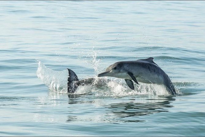 Shark Diving Full Day Guided Return Transfer to Gansbaai from Cape Town - If weather stops the cage: your Plan B