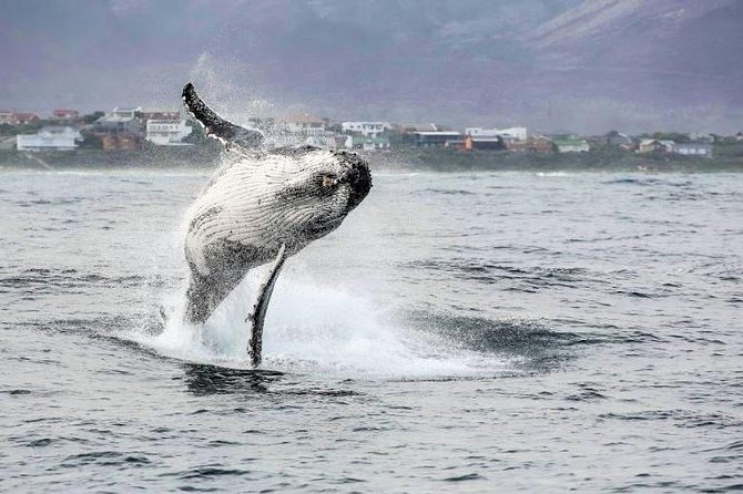 Shark Diving Full Day Guided Return Transfer to Gansbaai from Cape Town - Price and value: what you’re really paying for