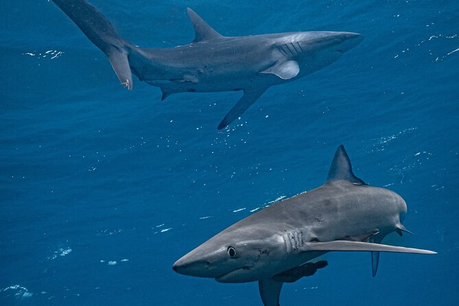 Shark Guided Diving Los Cabos - Key things to know before your Cabo shark swim