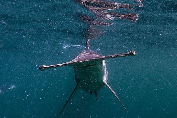 Shark Guided Diving Los Cabos - Price and what makes $209.46 feel fair for 5 hours