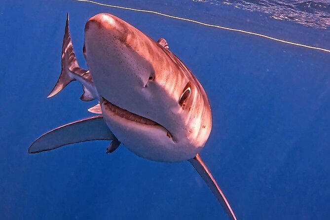 Shark Guided Diving Los Cabos - The 5-hour flow: chumming, shark spotting, and time in the water