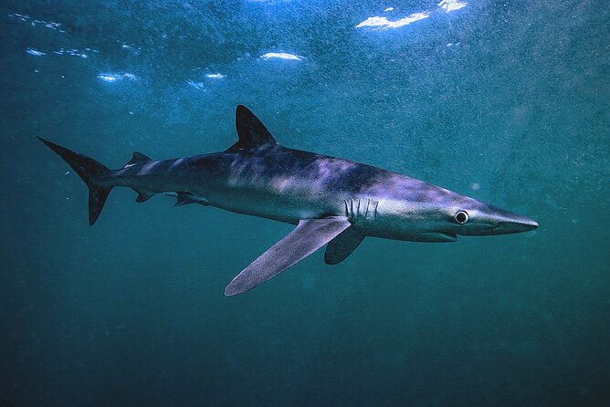 Shark Guided Diving Los Cabos - What “moderate fitness” really means for you