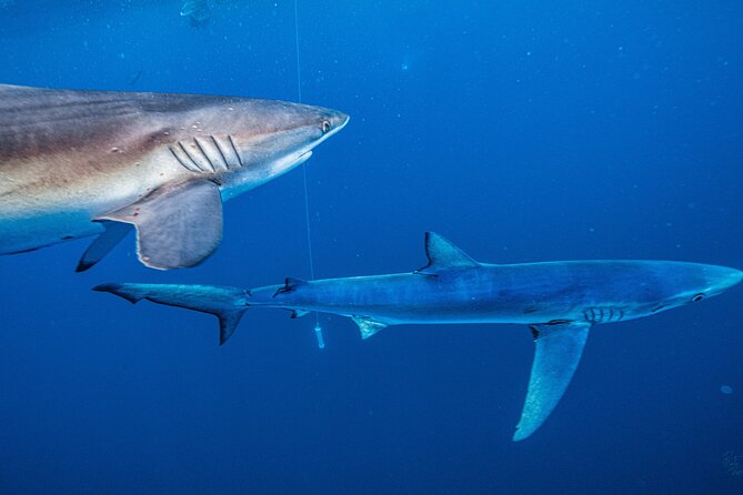 Shark Guided Diving Los Cabos - The crew matters: safety and organization you can feel