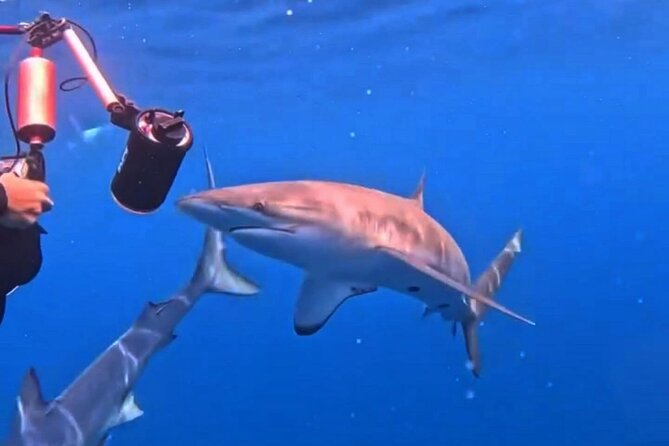 Shark Guided Diving Los Cabos - Drinks included: a small comfort during a long-ish water session
