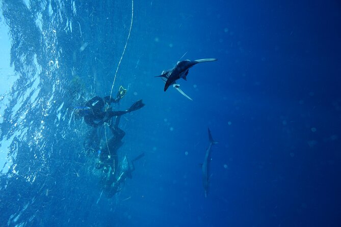 Shark Guided Diving Los Cabos - Weather and conditions: plan for flexibility in Cabo