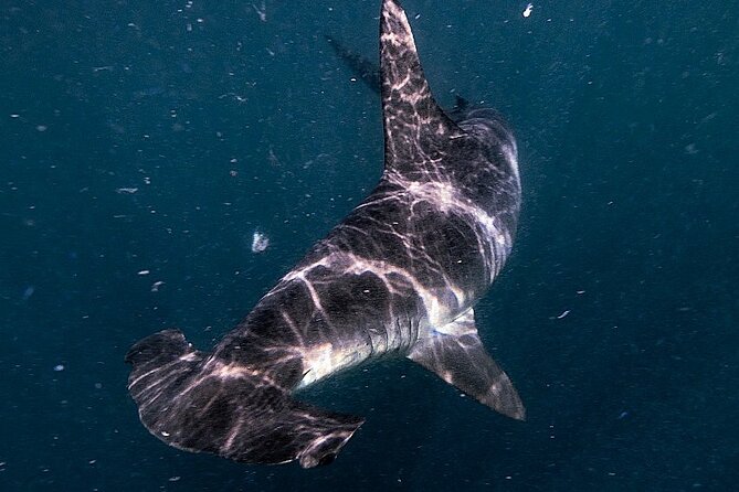 Shark Guided Diving Los Cabos - Meeting at Finisterra Marina: getting on the right boat
