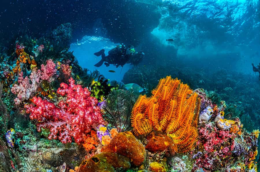 Sharm El-Sheikh: Guided Shore Scuba Diving at 2 Dives - Key things to know before you go