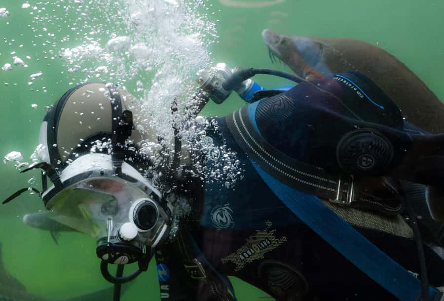 Sharm El-Sheikh: Guided Shore Scuba Diving at 2 Dives - Two underwater sites: coral, fish, and big-animal chances