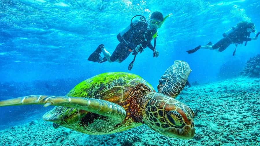 Sharm El-Sheikh: Guided Shore Scuba Diving at 2 Dives - Gear and instruction: how this works for beginners