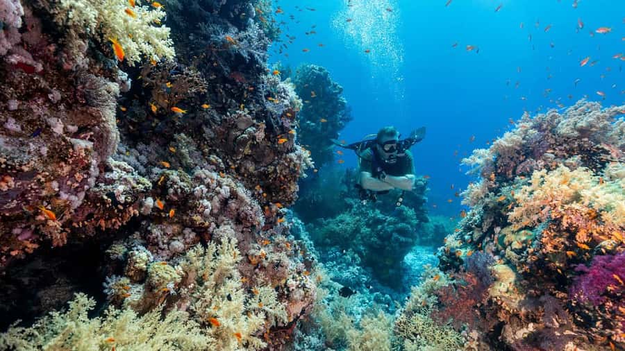 Sharm El-Sheikh: Guided Shore Scuba Diving at 2 Dives - Price and value: is $91 a fair deal for two shore sessions?