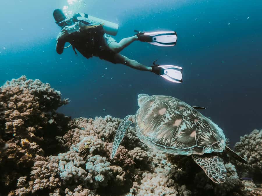 Sharm El-Sheikh: Guided Shore Scuba Diving at 2 Dives - What to bring (and what can trip you up)