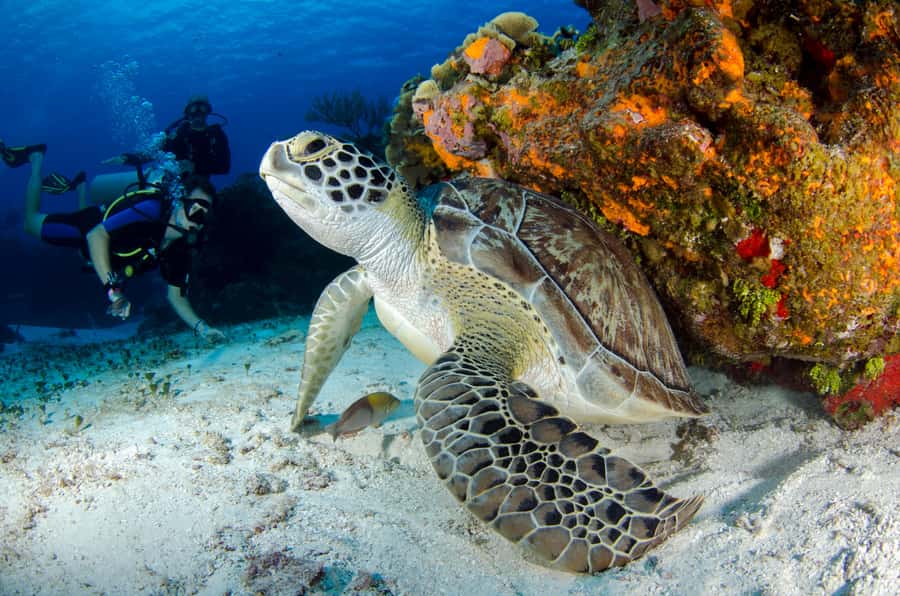 Sharm El-Sheikh: Guided Shore Scuba Diving at 2 Dives - Pickup, the minivan, and how the 4 hours tend to play out