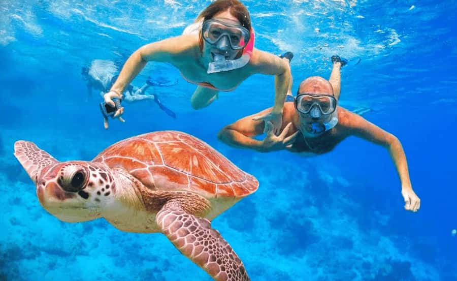 Sharm El Sheikh: Ras Mohamed & White Island Dive & Snorkel - Key things I’d watch for before you go