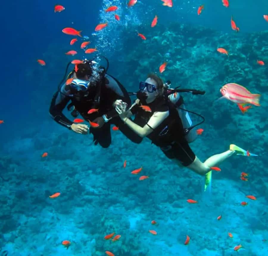 Sharm El Sheikh: Ras Mohamed & White Island Dive & Snorkel - Sharm El Sheikh to Ras Mohamed: the day starts with the yacht comfort
