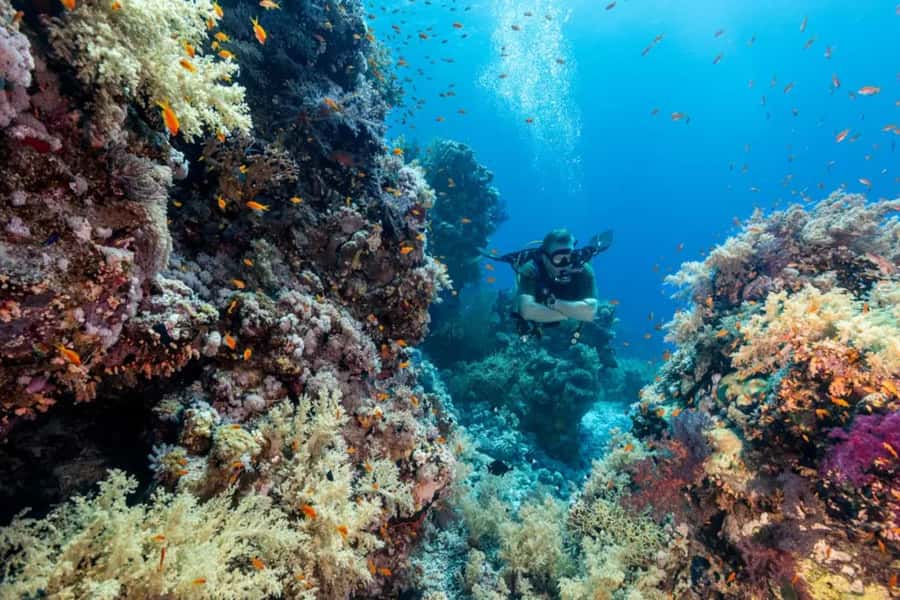 Sharm El Sheikh: Ras Mohamed & White Island Dive & Snorkel - Onboard lunch, drinks, and timing: the stuff that makes or breaks a boat day