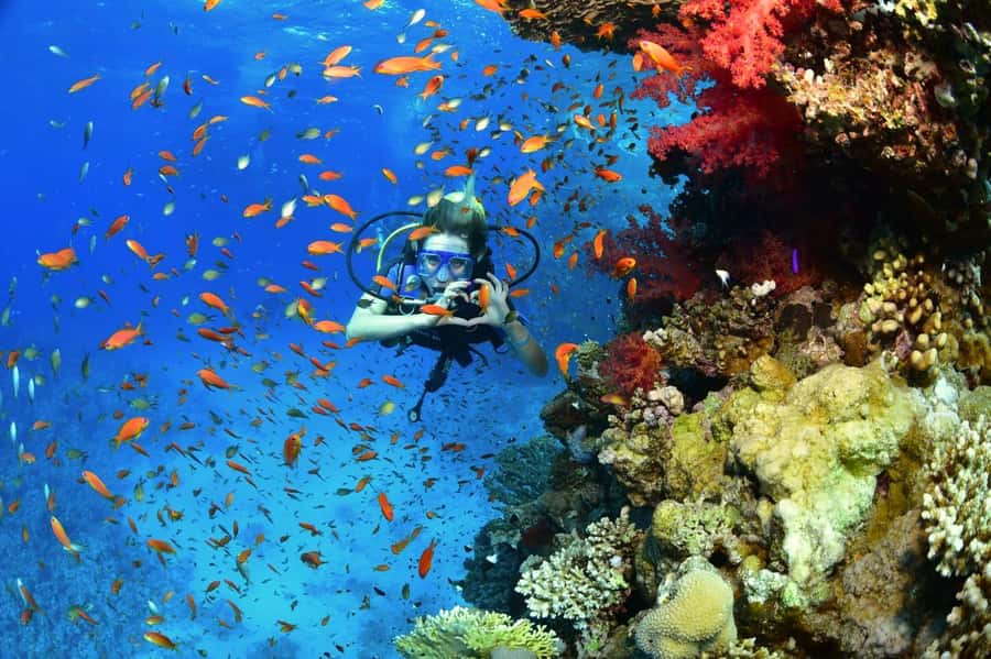 Sharm El Sheikh: Ras Mohamed & White Island Dive & Snorkel - Should you book this Sharm El Sheikh Ras Mohamed and White Island day?