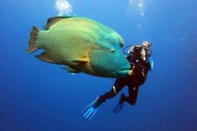 Sharm El Sheikh: Ras Mohamed, White Island, Snorkel and Diving - Red Sea Day on Board: Lunch, Drinks, and Group Size