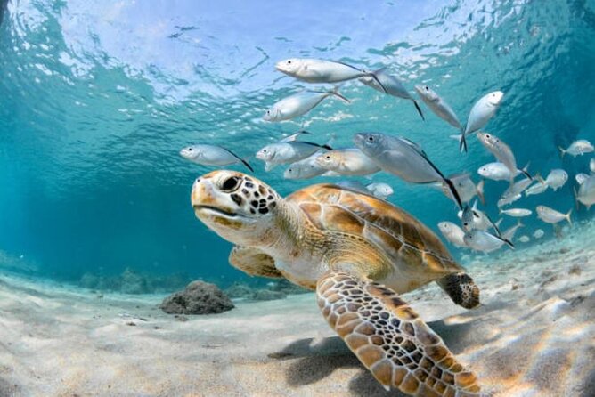 Sharm El Sheikh: Ras Mohamed, White Island, Snorkel and Diving - Two Water Stops: How Snorkeling Works Here
