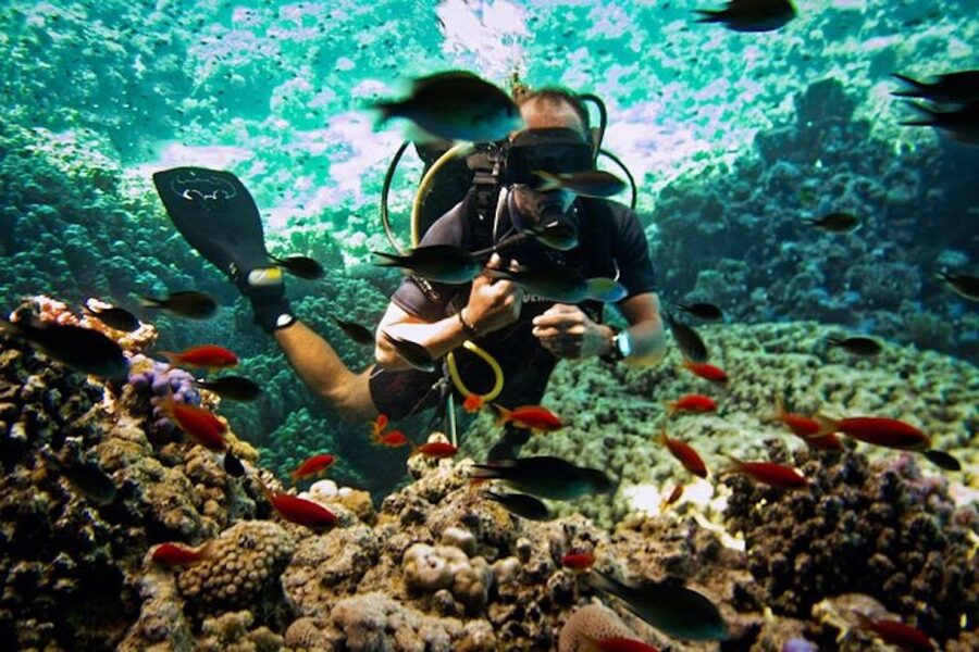 Sharm El Sheikh: Ras Mohamed & White Island Snorkel or Dive - Where Ras Muhammad and White Island fit in your Sharm day