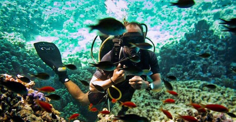 Sharm El Sheikh: Ras Mohamed & White Island Snorkel or Dive - The day’s plan: what happens from boarding to back on the beach