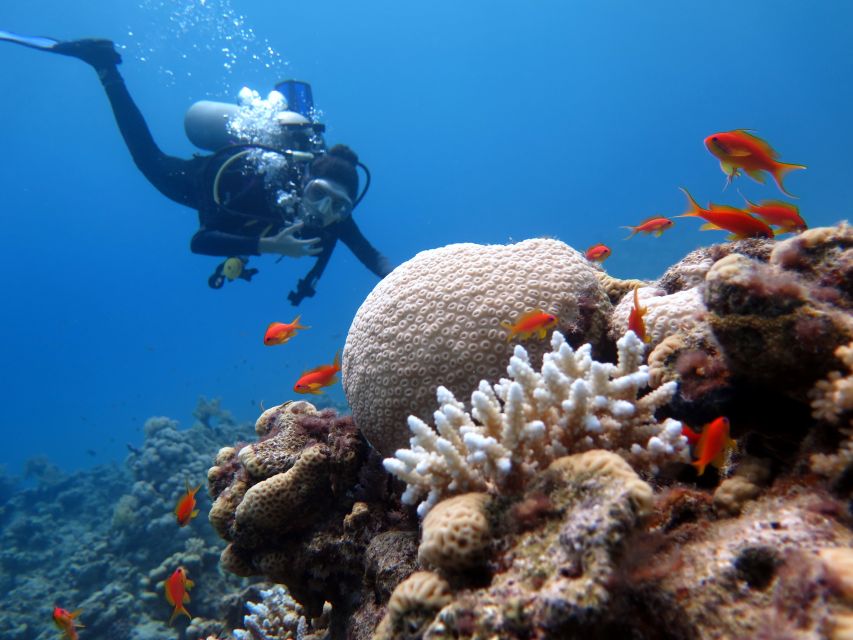 Sharm El Sheikh: Ras Mohamed & White Island Snorkel or Dive - Ras Mohamed National Park: reef life, clear water, and why the guide matters