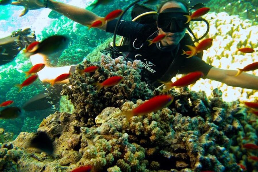 Sharm El Sheikh: Ras Mohamed & White Island Snorkel or Dive - Scuba vs snorkeling vs night session: choosing the right option