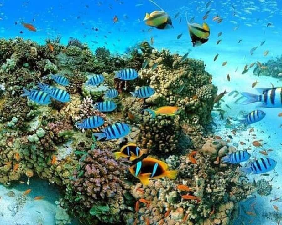 Sharm El Sheikh: Red Sea Scuba Diving Experience - Key Highlights at a Glance