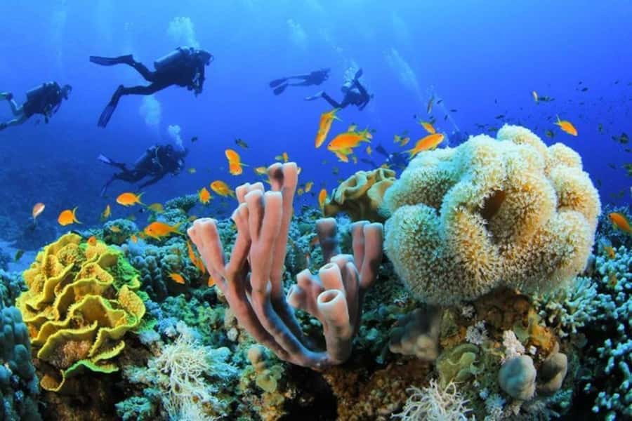 Sharm El Sheikh: Red Sea Scuba Diving Experience - Guided Fun Sessions: Exploring With Safety in Mind