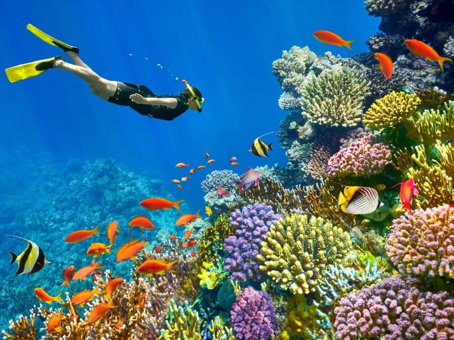 Sharm El Sheikh: Red Sea Scuba Diving Experience - Your First Underwater Experience: 15 Minutes to Get Comfortable
