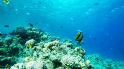 Sharm: Introductory Dive from the Shore & PADI Courses - Getting There: Fanar Beach Meeting Point and Pickup Reality