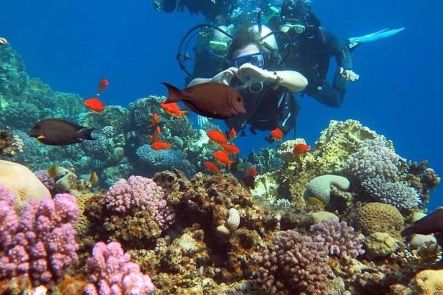 Sharm: Introductory Dive from the Shore & PADI Courses - Gear, Lunch, and Photo Expectations