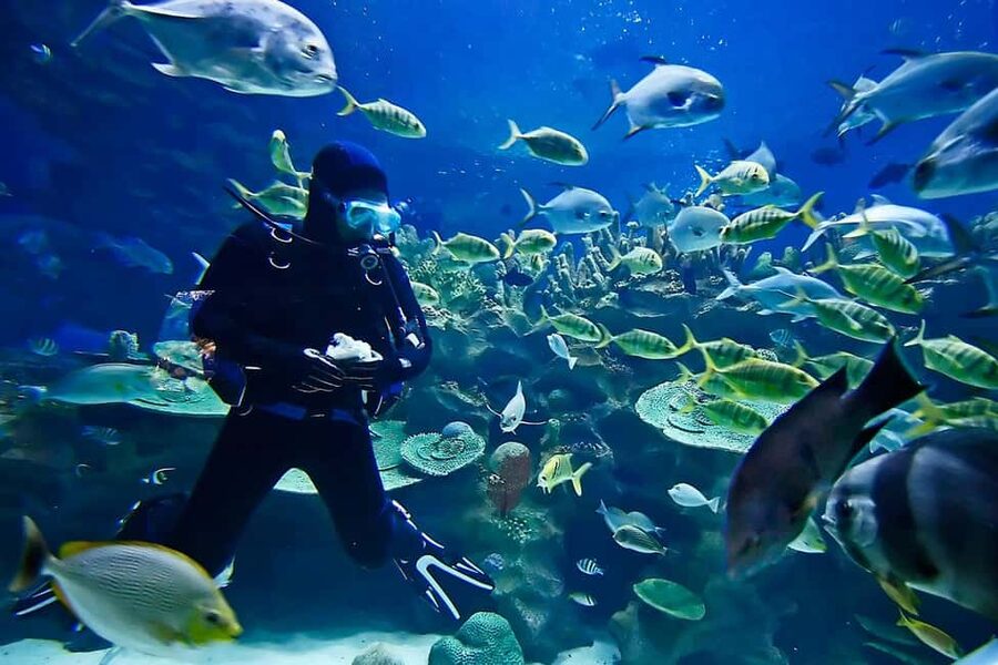 Sharm: Introductory Dive from the Shore & PADI Courses - Practical Tips to Have a Better First Underwater Day