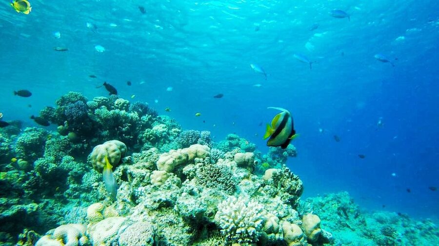 Sharm: Introductory Dive from the Shore & PADI Courses - Getting There: Fanar Beach Meeting Point and Pickup Reality
