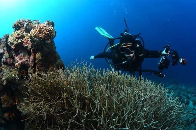 Shore Certified Diving - Two Dives - Who this is best for (and who may need to rethink)