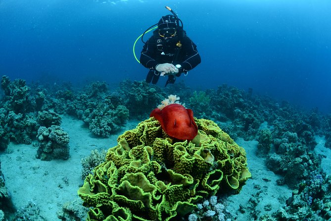 Shore Certified Diving - Two Dives - Price and value: why $120 can be fair in Aqaba