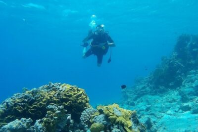 Shore Discover SCUBA Diving/Introductory Diving - One Dive - One-to-one guidance that actually changes the experience