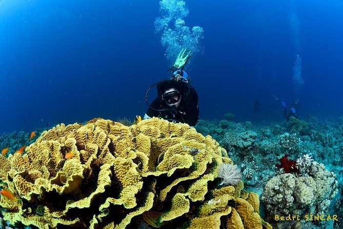 Shore Discover SCUBA Diving/Introductory Diving - One Dive - Price and value: $75 for an intro you can’t replicate yourself