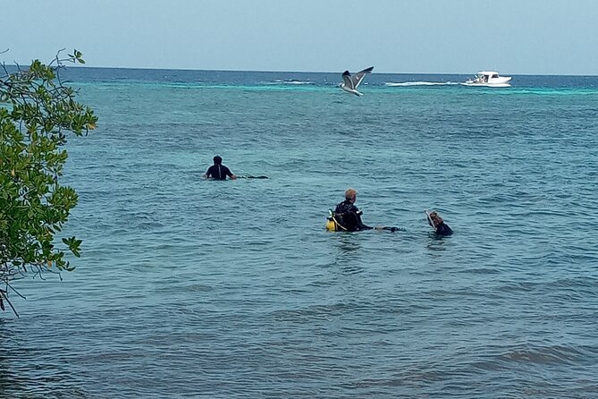 Shore Dive Aruba for Certified Divers - Pickup, Tickets, and Getting There Without Stress