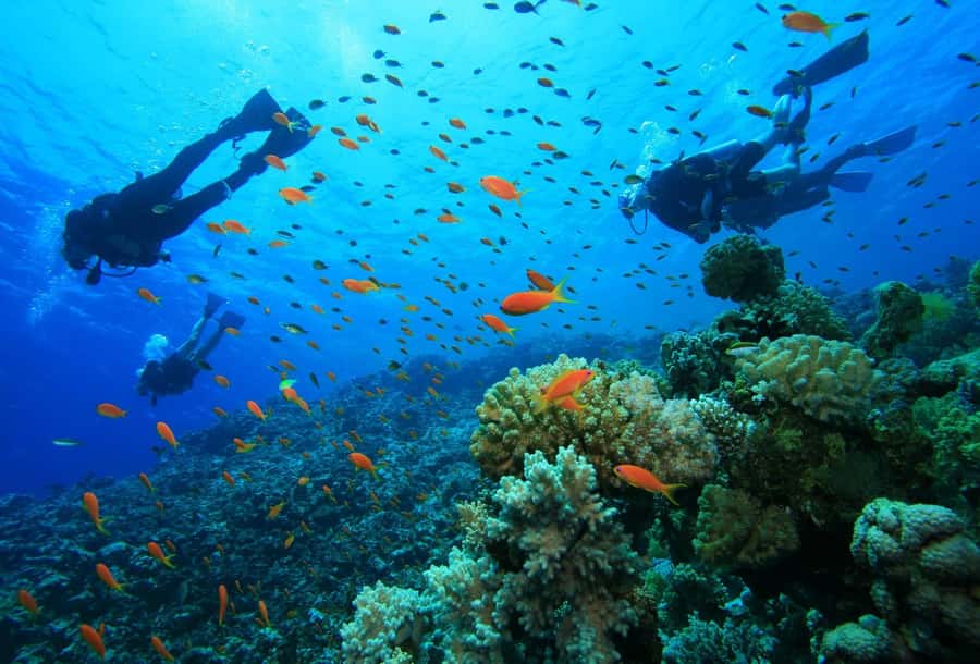 shore dive in red sea with pick up & snacks - Key highlights at a glance