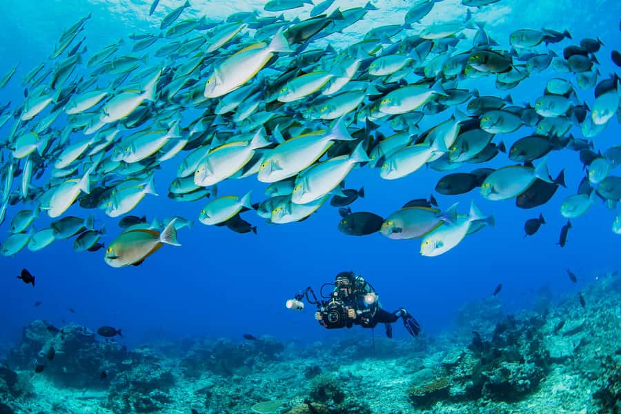 shore dive in red sea with pick up & snacks - Aqaba’s shore-based Red Sea underwater experience with pickup and photos