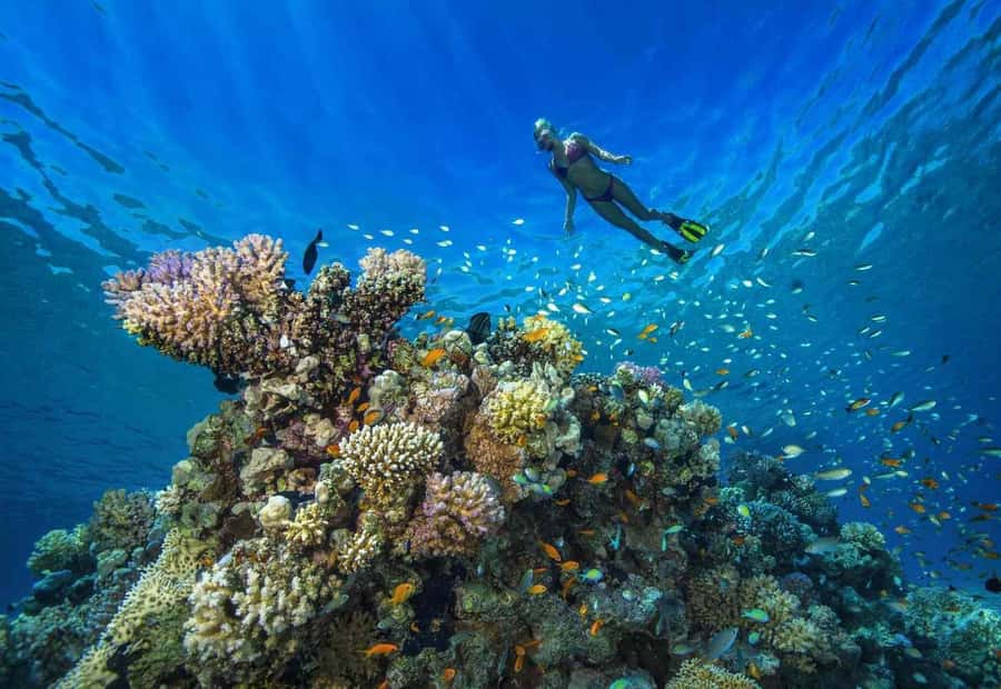 shore dive in red sea with pick up & snacks - Why this works well for first-timers (and nervous beginners)