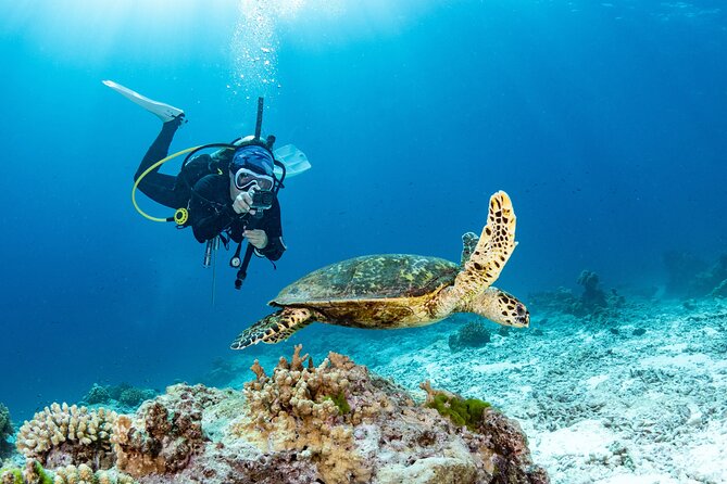 Shore Dive with Sea Turtles @ Koloa Landing for Certified Divers - Key highlights before you suit up